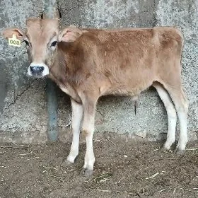 ŠWES OKUZ