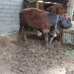 Gole okuz