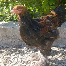 Gold brama towuk horaz