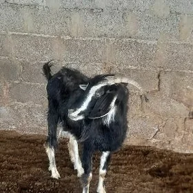 Geçi