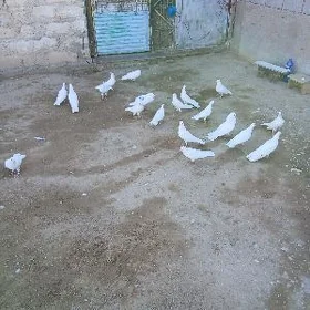 kepderi