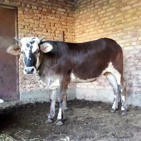 Tüwe 1 ýaş 6 aý Bakyda Duran