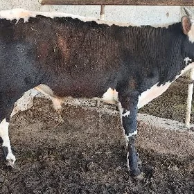 Gibrit Göle