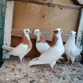 kepderi