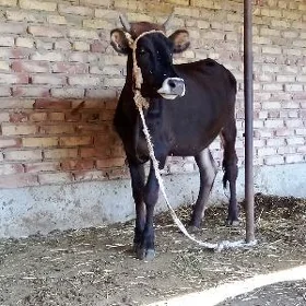 Gibrit Tüwe Bakyda  1 ýaş 2 aý