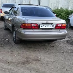 Awalon setka zanaweska