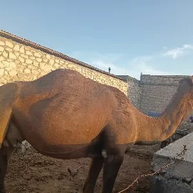 Dūýe