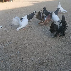 kepderi pawlin