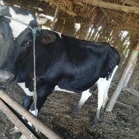 porodny unajyn