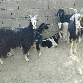 Owlakly geciler