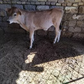 ARGINAL ŞWES OKÜZ