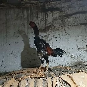 horaz taskent