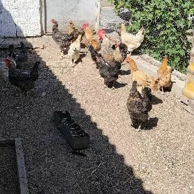 tawuk