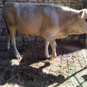 TOHUM ȘWES ARGINAL OKÜZ