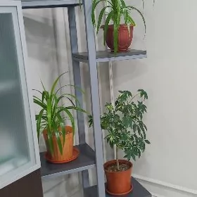Buzmeýin Gres 3 kom ipoteýka