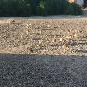induk juje 22
