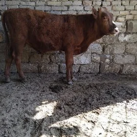 TOHUM OKÜZ ȘWES