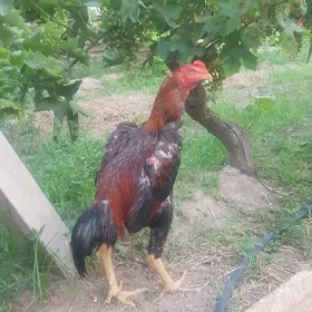 taskent horaz