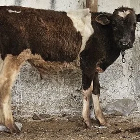 Ala Öküzçe