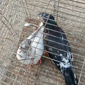 kepderi