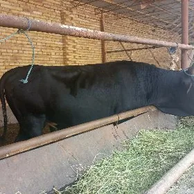 Öküz