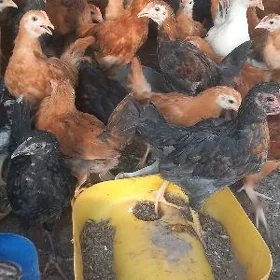Towuk juyje 2 ay bolan