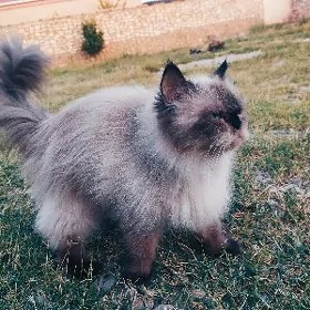 ПЕРСИТСКИ КОШКИ ДЕВУЧКИ
