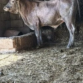 ÖKÜZ