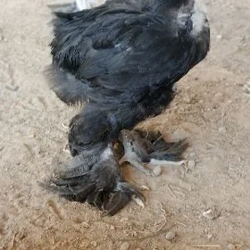 Brama