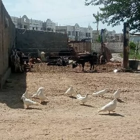 kepderi