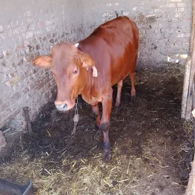 göle