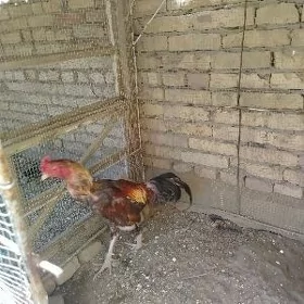 horaz