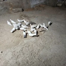 kepderi