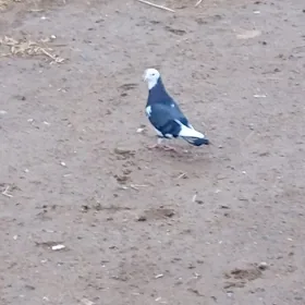 Kepderi