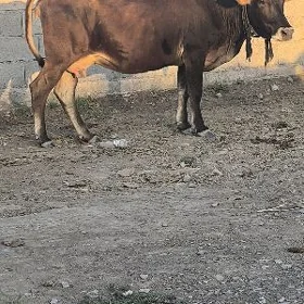 ŞWES SYGYR