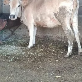 gysyr sygyr