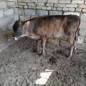 şwes tohhum okûz