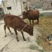 sygyr