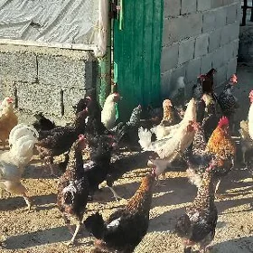 Tovuk