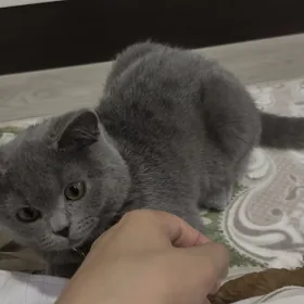 отдам даром кошечку