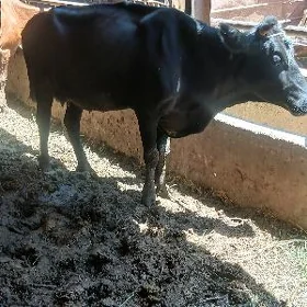 саглык сыгыр