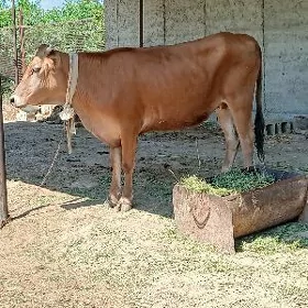 Tohum tuwe