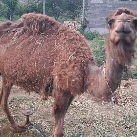 Köşekli düýe