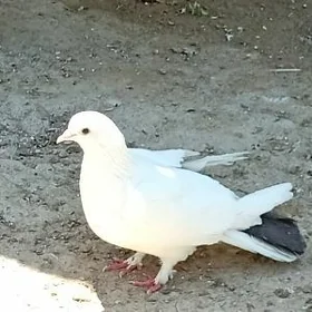 Kepderi