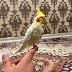PAPUGAŸ KORELLA