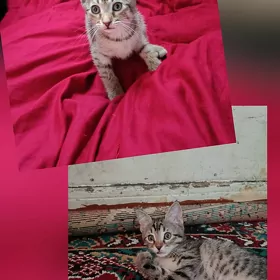 Котята