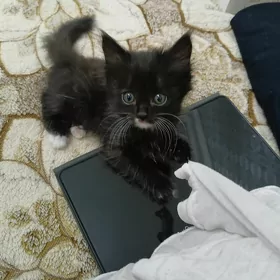 котята