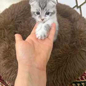кошка pisik