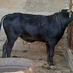 Öküz