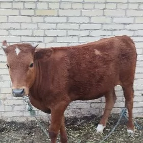 Gunajyn arginal
